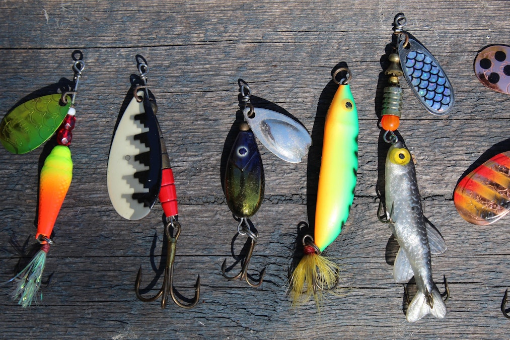 Dr Dazza: What do fish see?